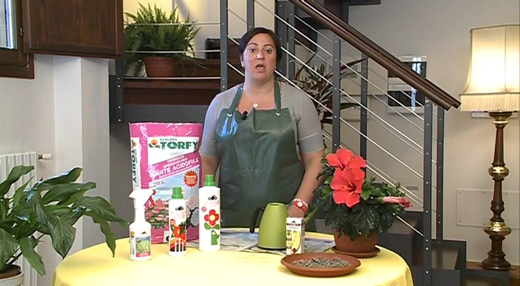 CIFO - Ascolta le tue piante - L'Ibiscus