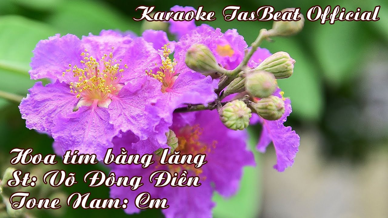 Karaoke Hoa T&iacute;m Bằng Lăng Tone Nam | TAS BEAT