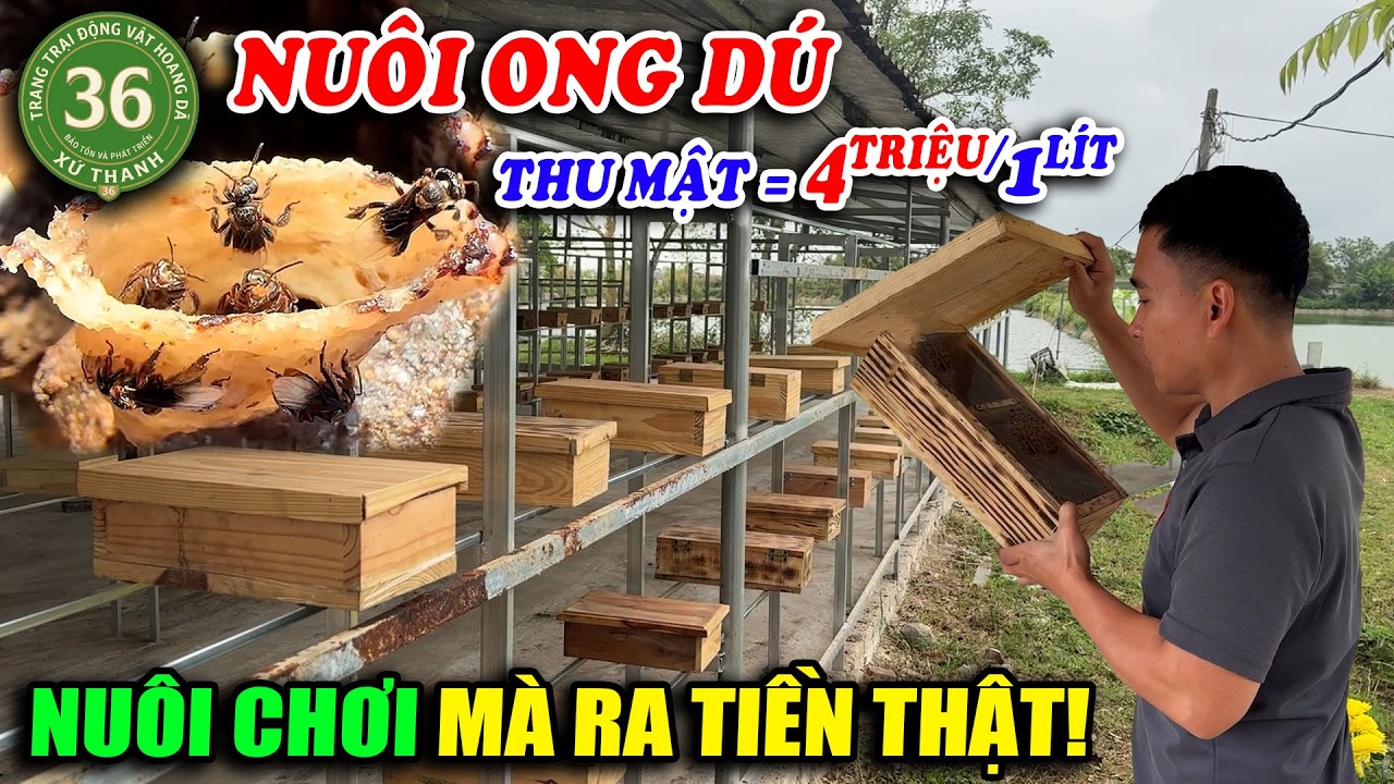 TRANG TRẠI ONG DÚ XỨ THANH: THU MẬT 4 TRIỆU/1 LÍT -  NUÔI CHƠI MÀ RA TIỀN THẬT