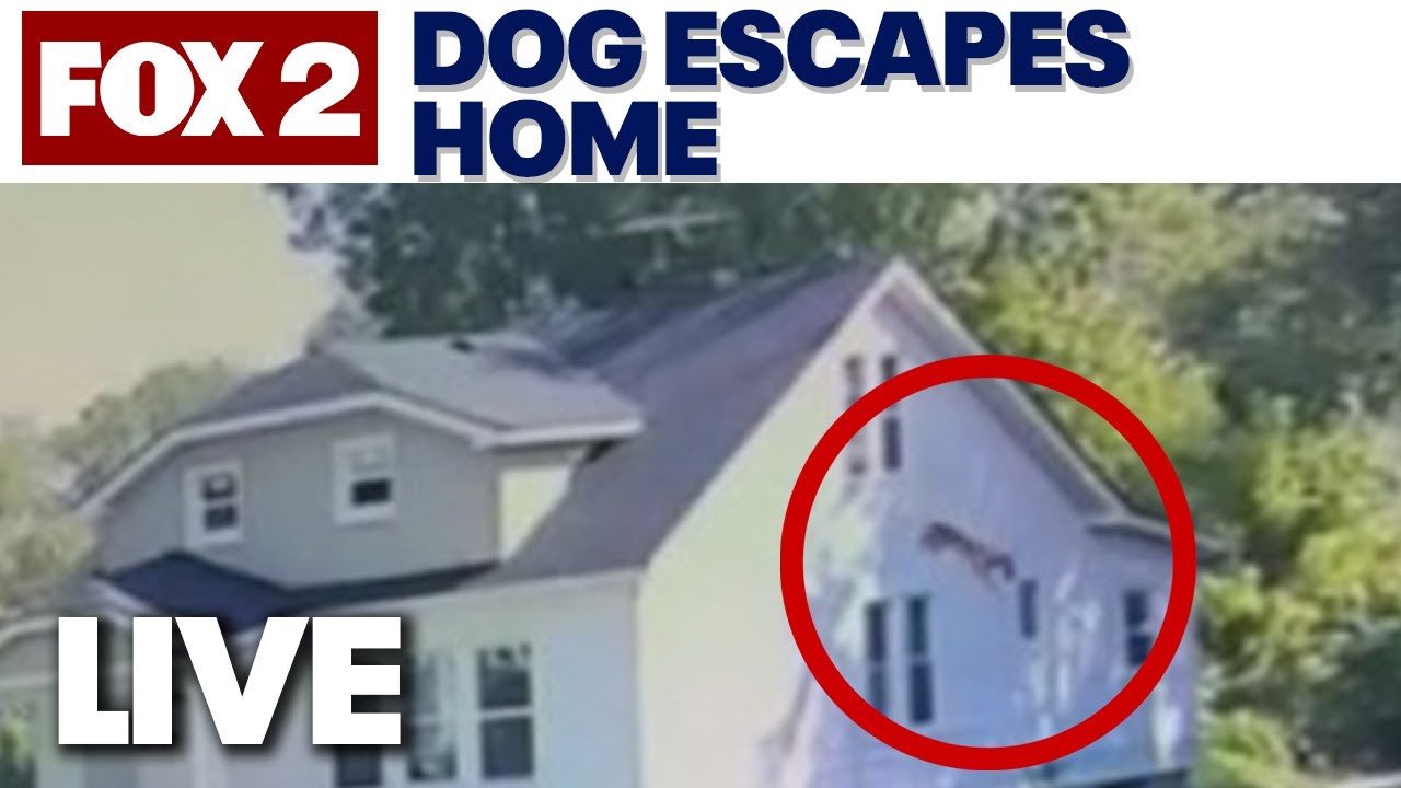 Detroit police investigating after dog leaps from two-story window | STREAMING LIVE