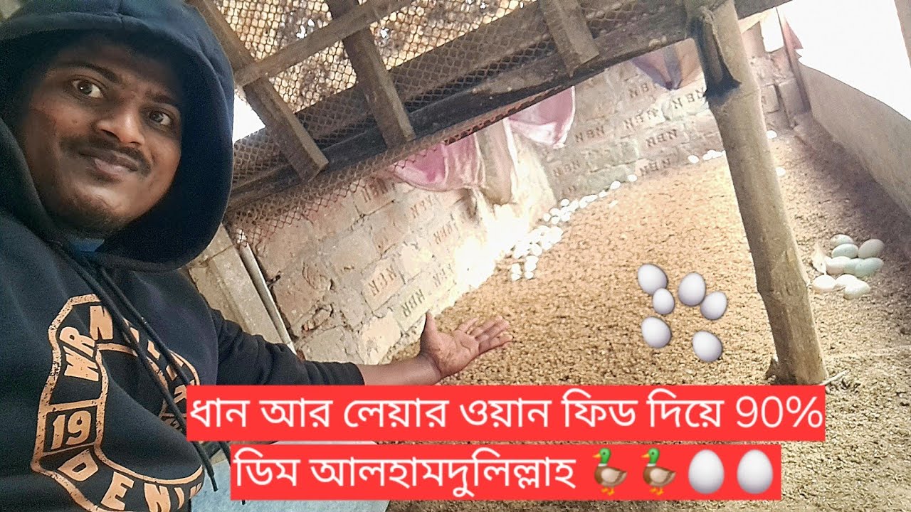 ৯০% - ৯৫ % ডিম আনার জন্য কি খাবার খাওয়াবেন দেখুন সম্পূর্ণ ভিডিওটা। খামারিদের জন্য ১০০% উপকারী ভিডিও