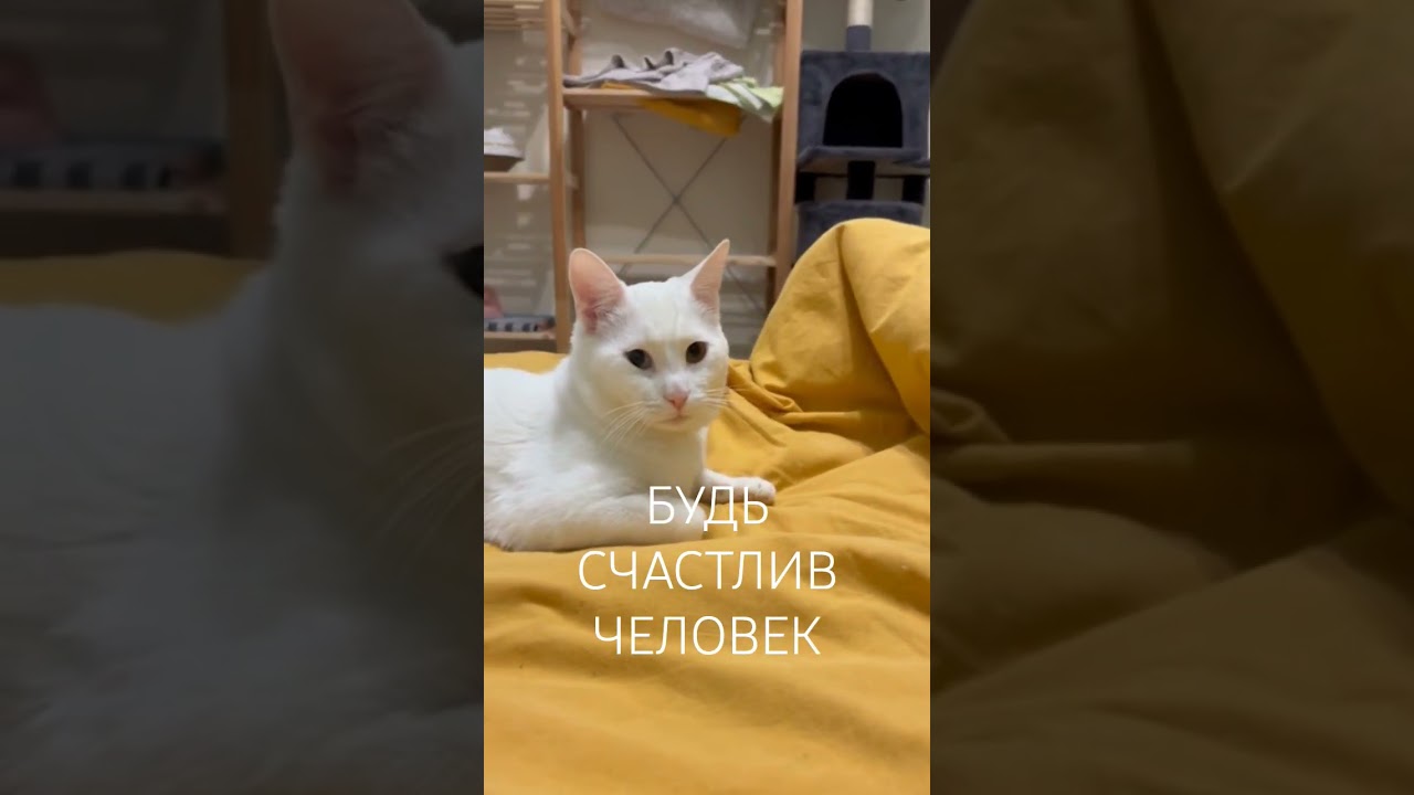 Все ждут Маизу 
