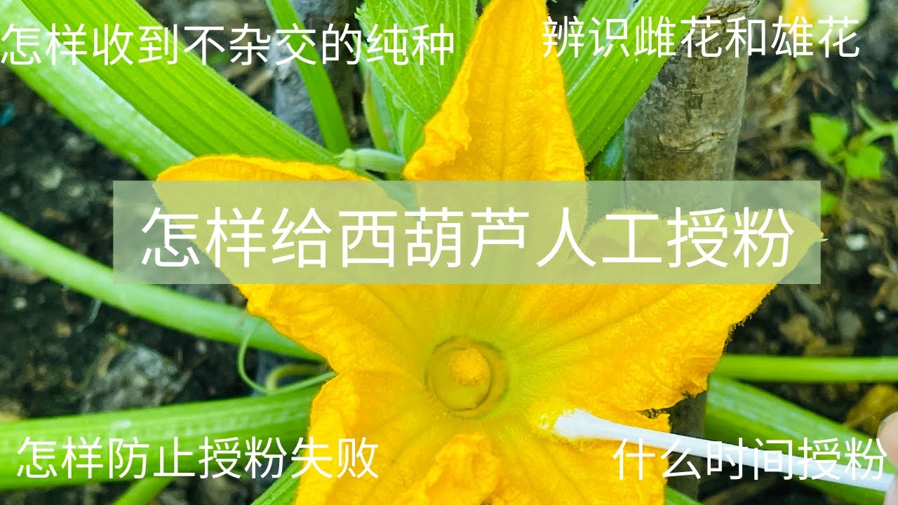 怎样给西葫芦人工授粉：怎样识别雄花和雌花? 什么情况下需要人工授粉？什么时间人工授粉效果最好？怎样进行人工授粉？
