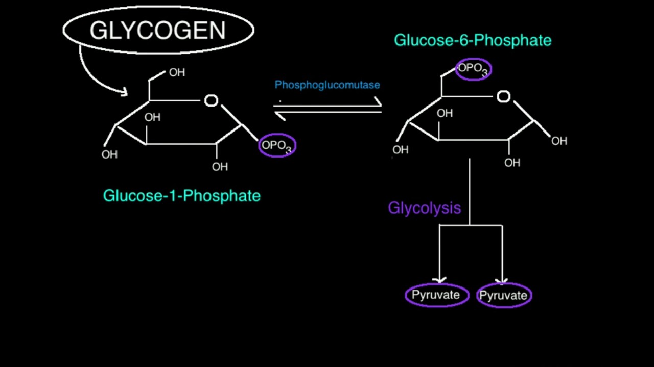 Phosphoglucomutase: Linking Glycogen to Glycolysis