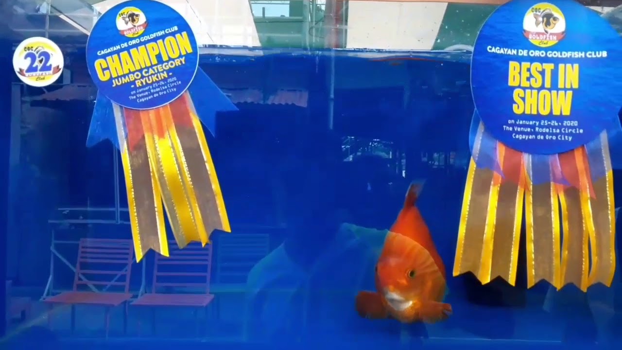CAGAYAN DE ORO CITY GOLDFISH SHOW 2020