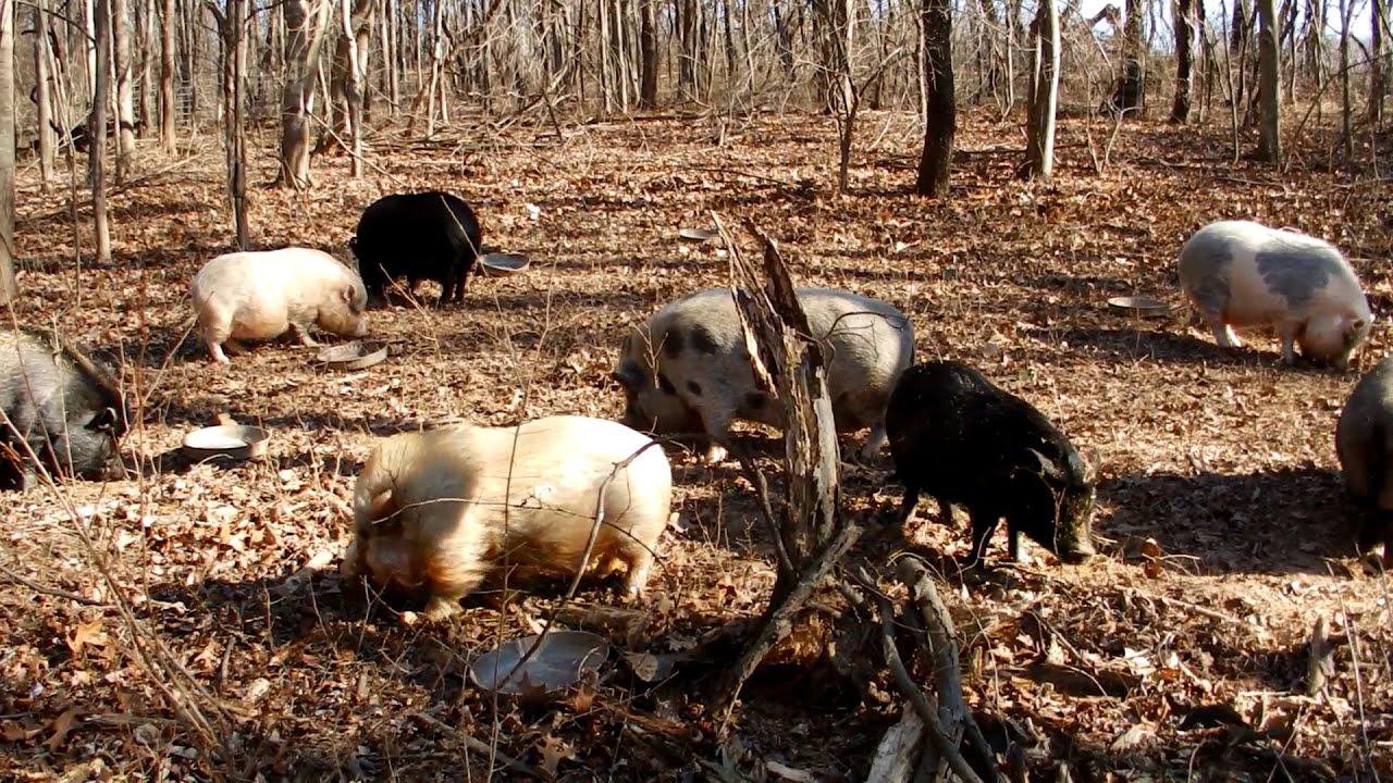 Whispering Rise Farm & Animal Sanctuary