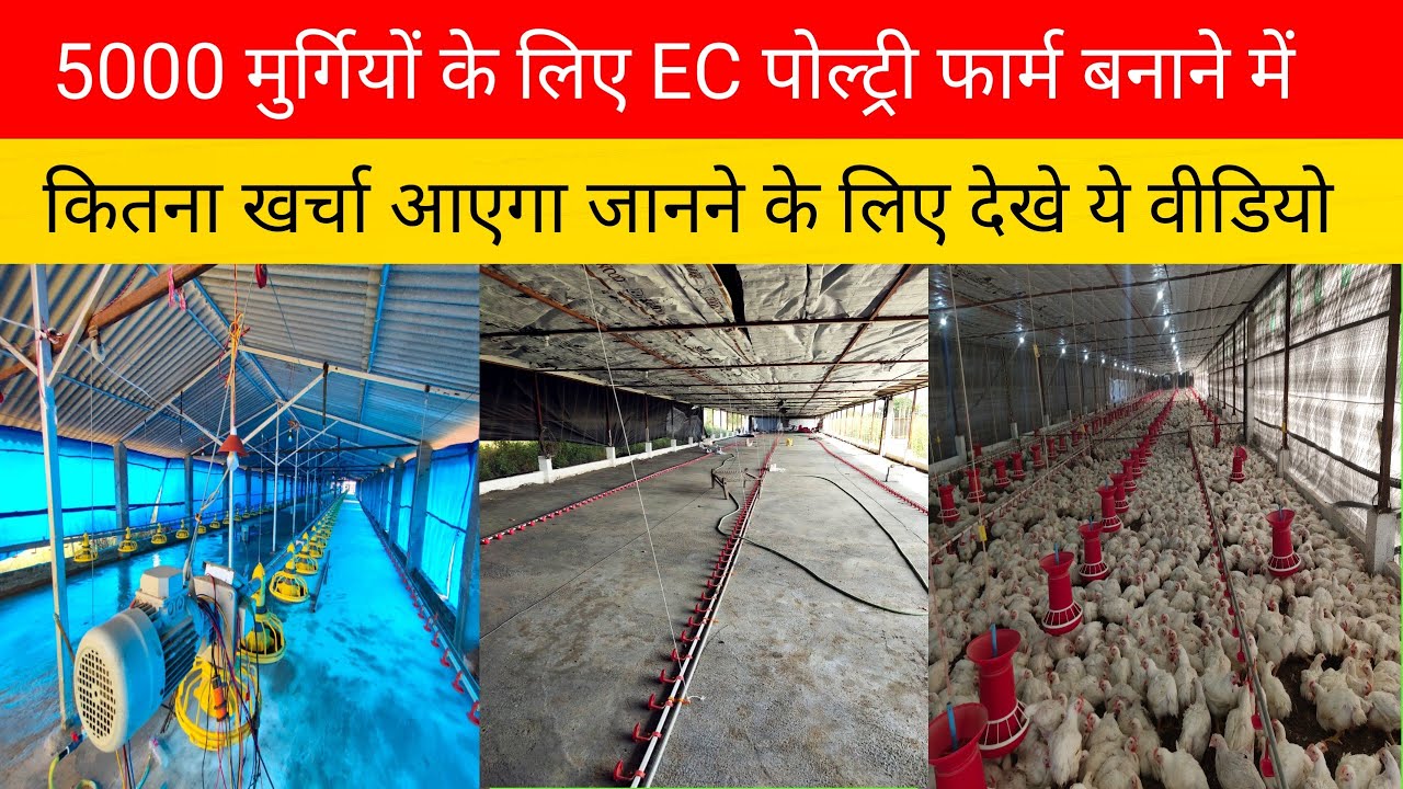 5000 मुर्गियों के EC पोल्ट्री फार्म बनाने में कितनी लागत आयेगी? (Exhaust fan, cooling pad control)