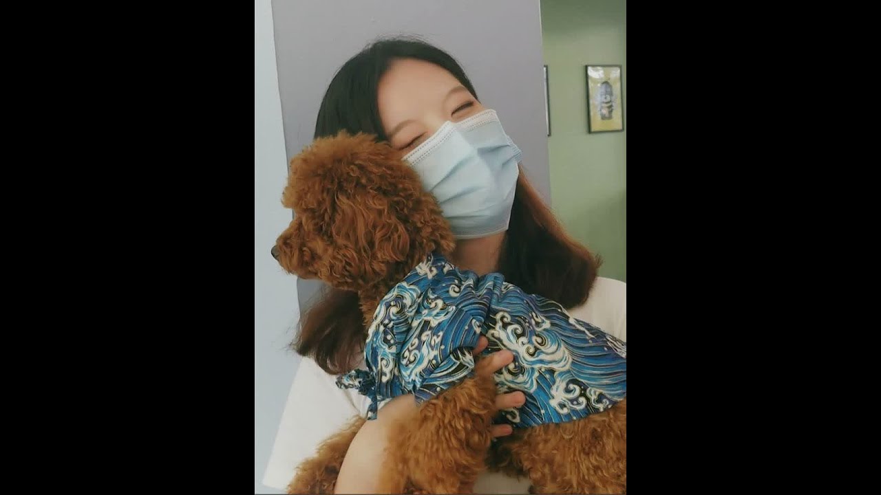 柯基无能狂怒! 流浪喵的家园 |新加坡猫咖狗咖一键体验  #精神小狗   #猫咪成精 #留学生 #vlog