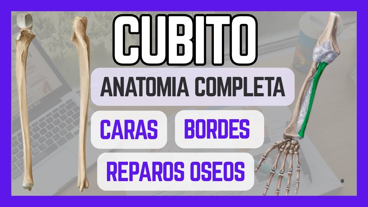 🦴 Anatomía del CÚBITO (Ulna): Caras, Bordes y Accidentes Óseos | FÁCIL 🤓