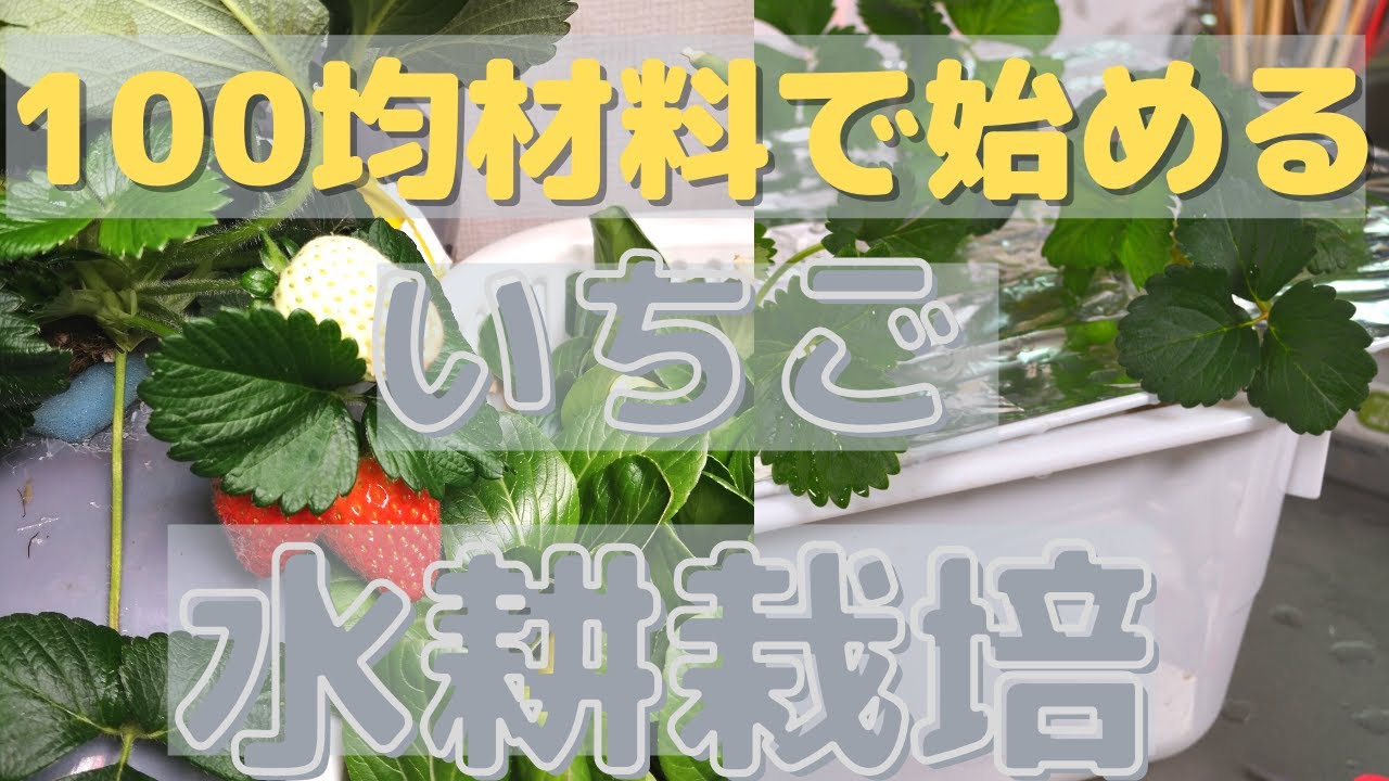 １００均材料で作るいちごの水耕栽培