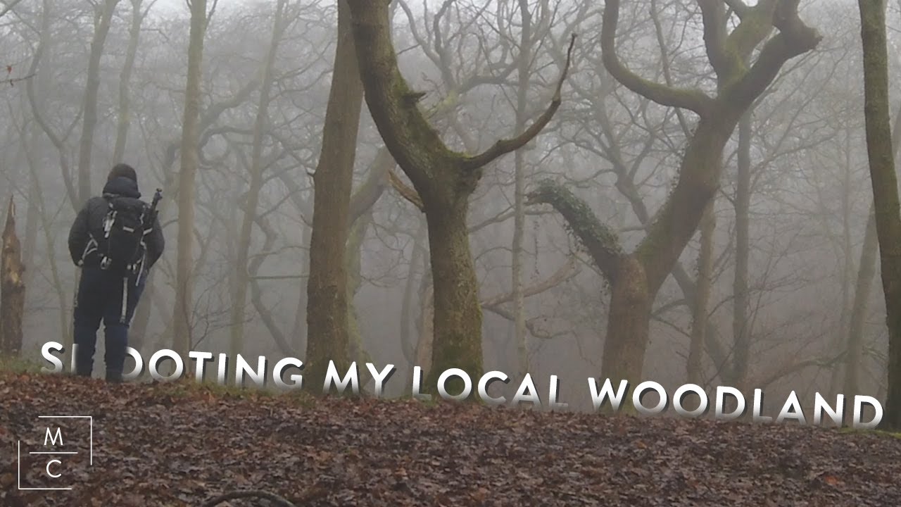 Shooting my local woodland -  Woodland Photography