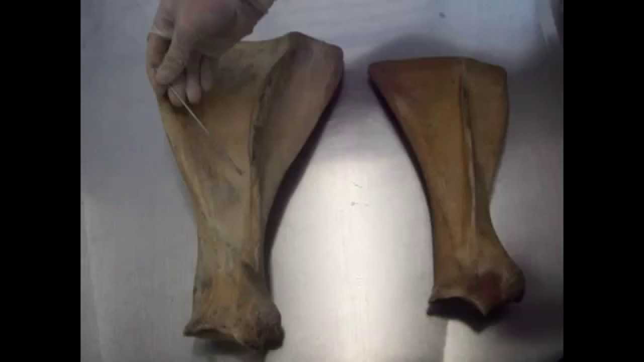 Osteología veterinaria Miembro anterior