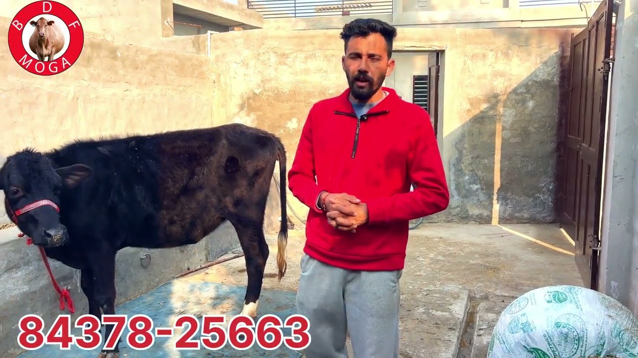 ਮੁੱਲ 15 ਹਜ਼ਾਰ 🔥1 ਤੋਕੜ-ਗੱਬਣ ਵਹਿੜ-5 ਵੱਛੀਆਂ ਵਿਕਾਉ-5 heifer-1 cow for sale #brardairyfarmmoga 
