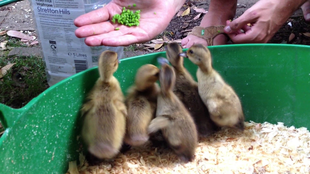 Cute Baby Ducks Get Excited for Peas