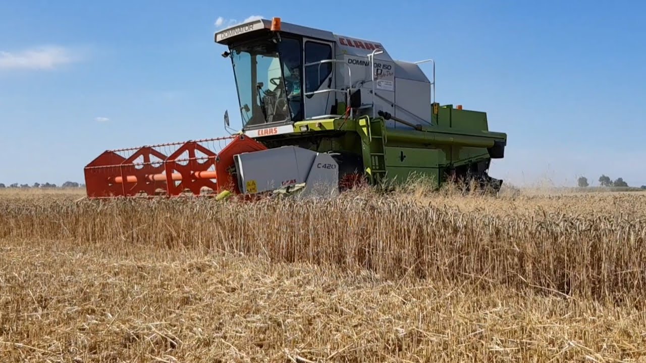 Żniwa z claasą  czyli pszenica pod kosę claas dominator  150
