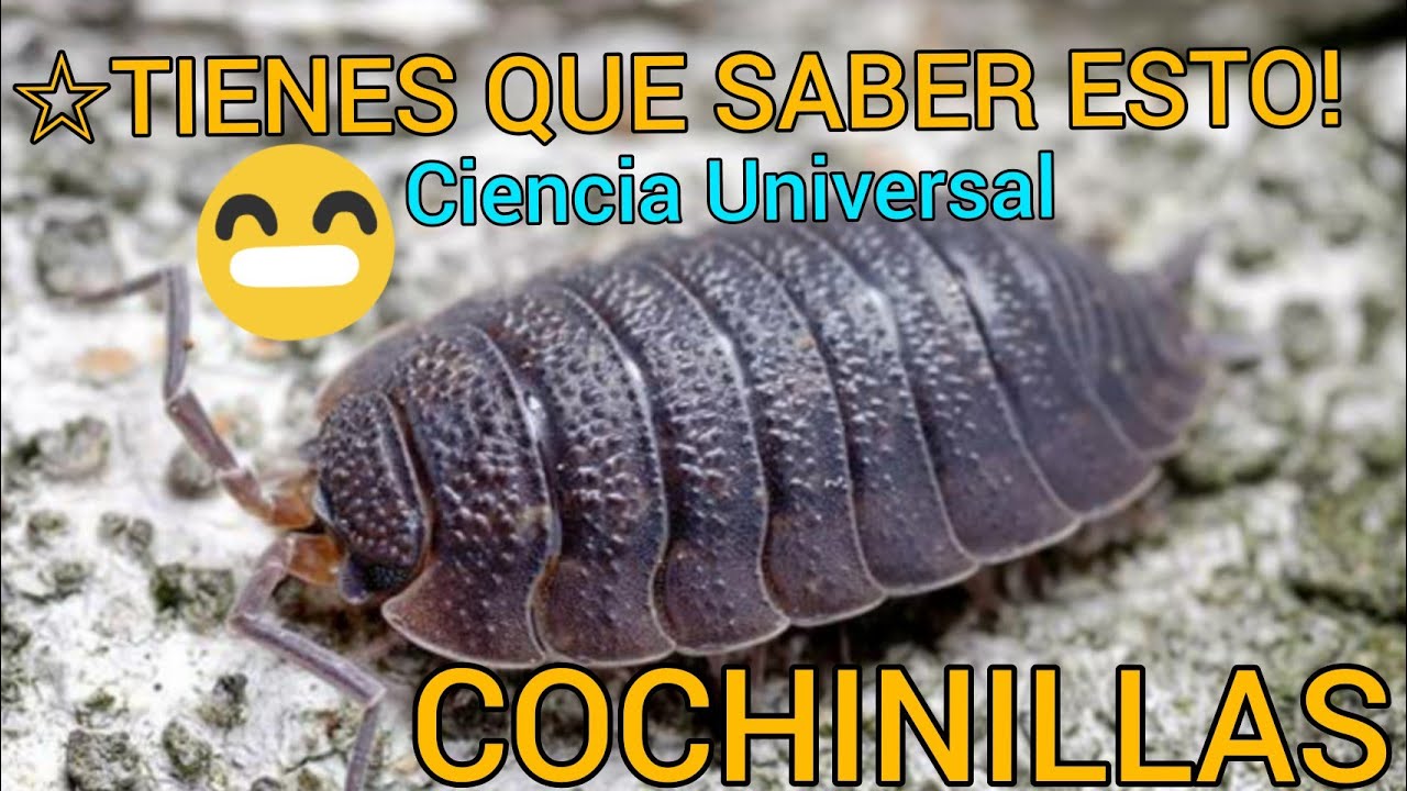 Conociendo los chanchitos de tierra | COCHINILLAS | BICHOS BOLA😲
