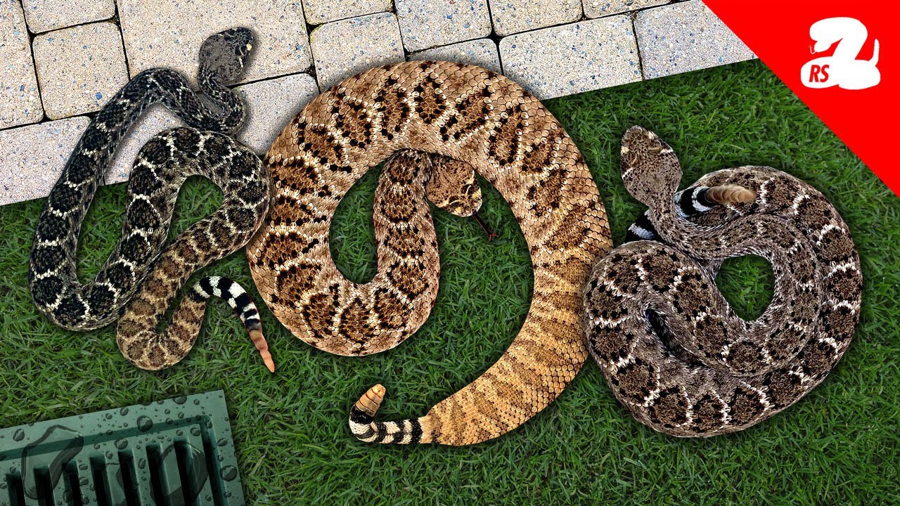 3 Rattlesnakes in a Drain Pipe!