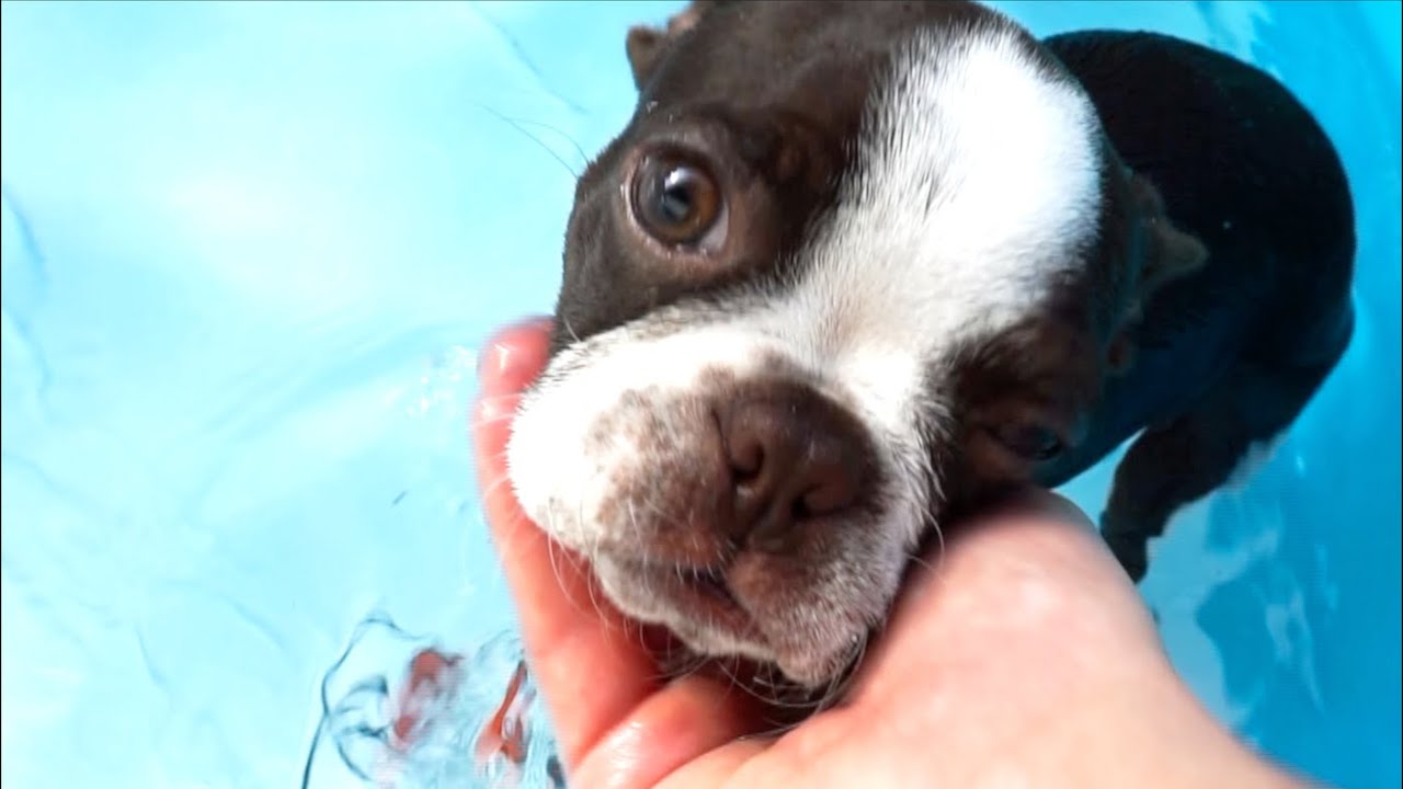 Throwing my Boston Terrier Puppy a Pool Party