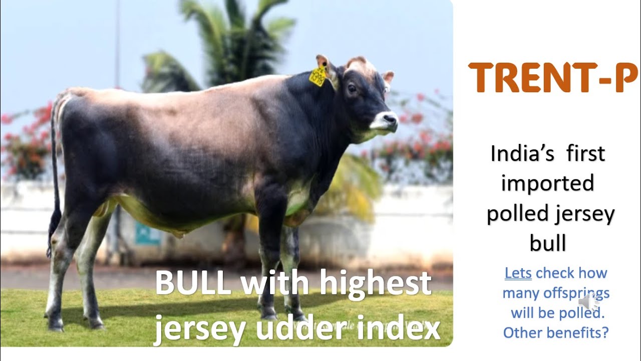 #TRENT BULL OF ABS |POLLED BULL WITH HIGH JUI |BENEFITS OF POLLED GENETICS