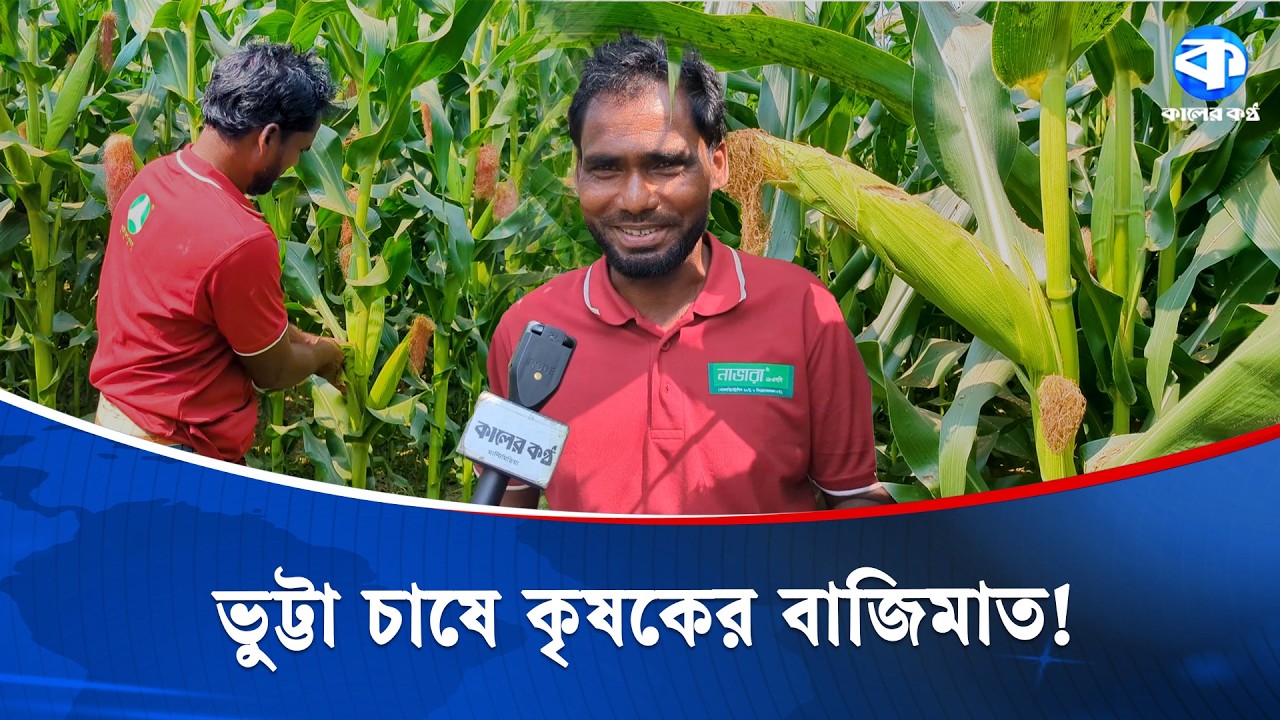 রাঙ্গুনিয়ায় অনাবাদি জমিতে ভুট্টা চাষ, লাখ টাকা আয়ের আশা | Maize Cultivation | Rangunia