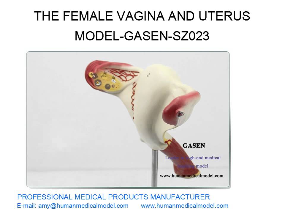 ANATOMIA HUMANA MEDICAL MODELO VAGINA DA MULHER E DO &Uacute;TERO MODELO GASEN SZ023（副本）