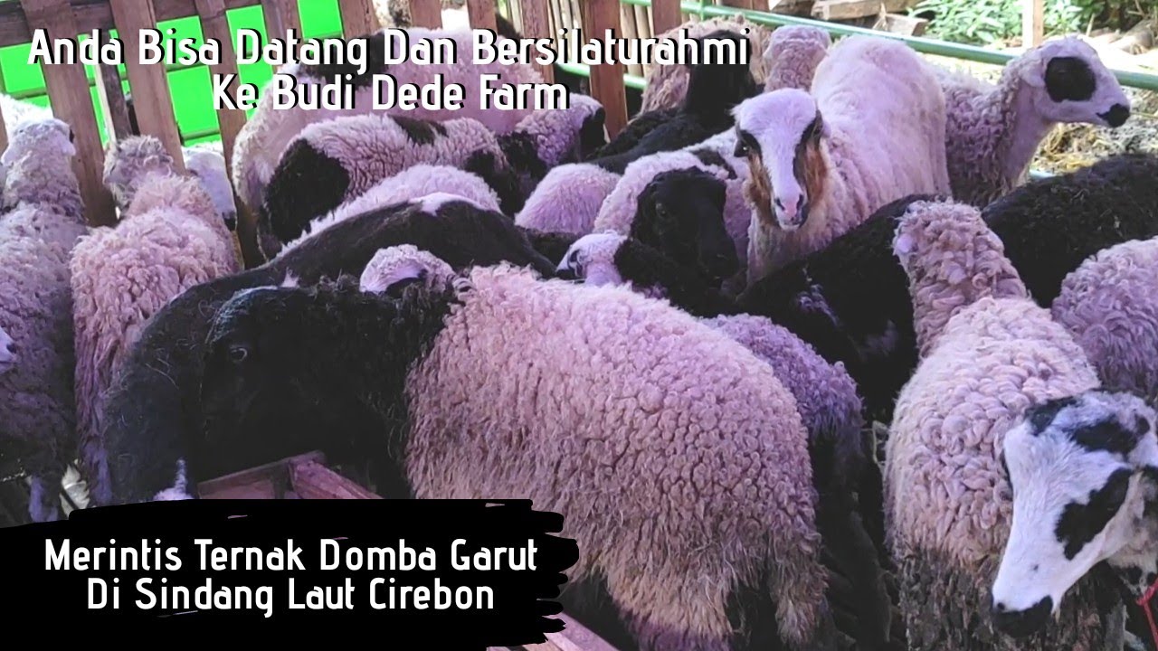 Domba Garut | Budi Dede Farm Sindang Laut Cirebon