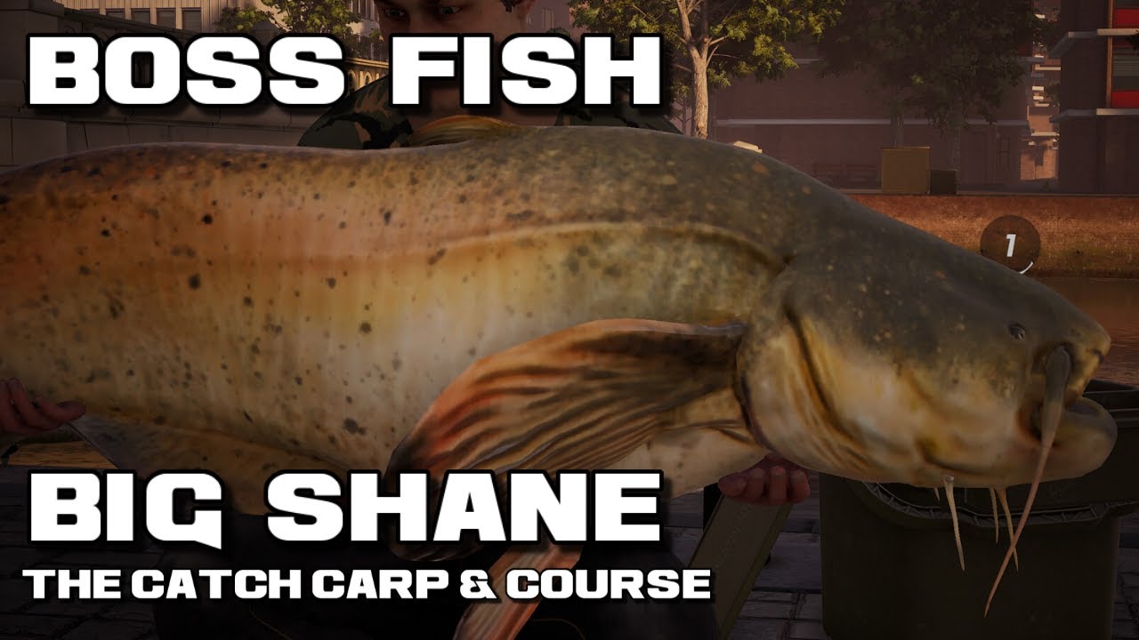 The Catch Carp & Course Boss Fish Big Shane 150 lb Wels Catfish Rotterdam