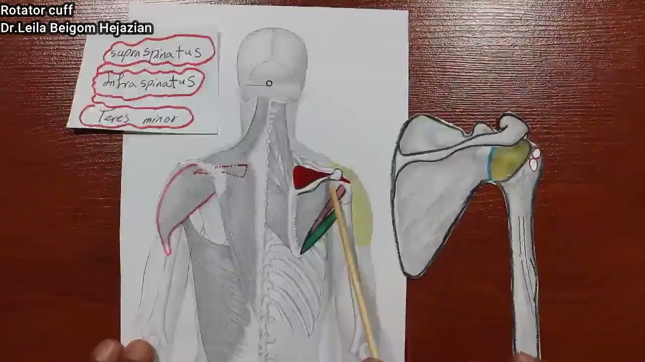 عضلات شانه (روتیتور کاف)