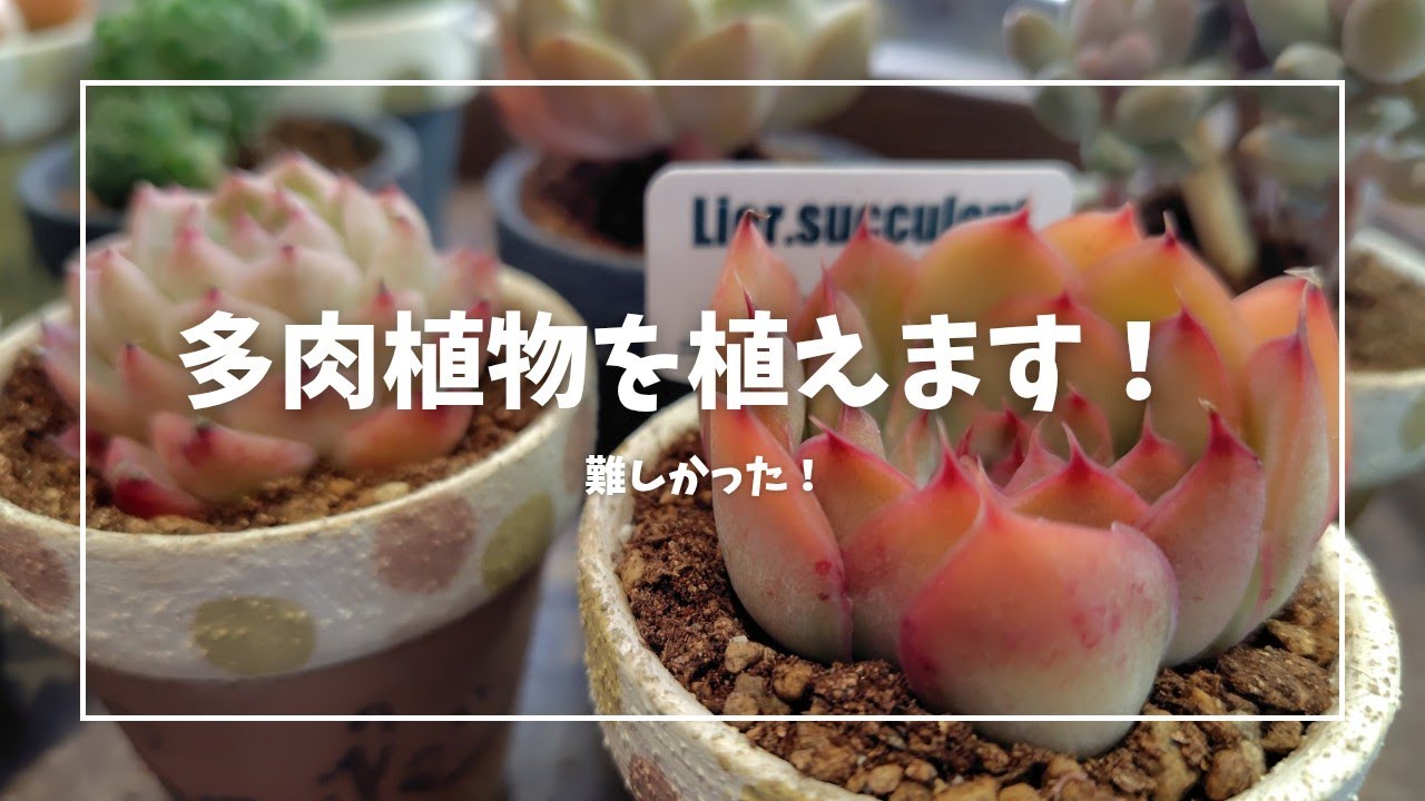 多肉植物を植えます！