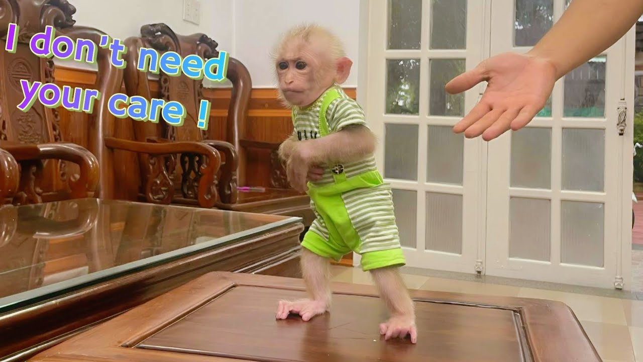 Baby monkey Lulu is sad and shows no need for Dad's attention.