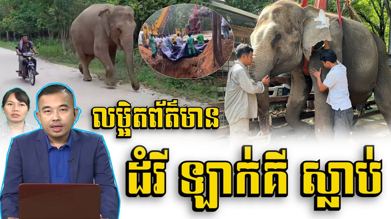 ដំរីឡាក់គី ដែលរស់នៅក្នុងឧស្យានសួនសត្វភ្នំតាម៉ៅ រយៈពេល២៦ឆ្នាំ ត្រូវបាន..ស្លា..ប់