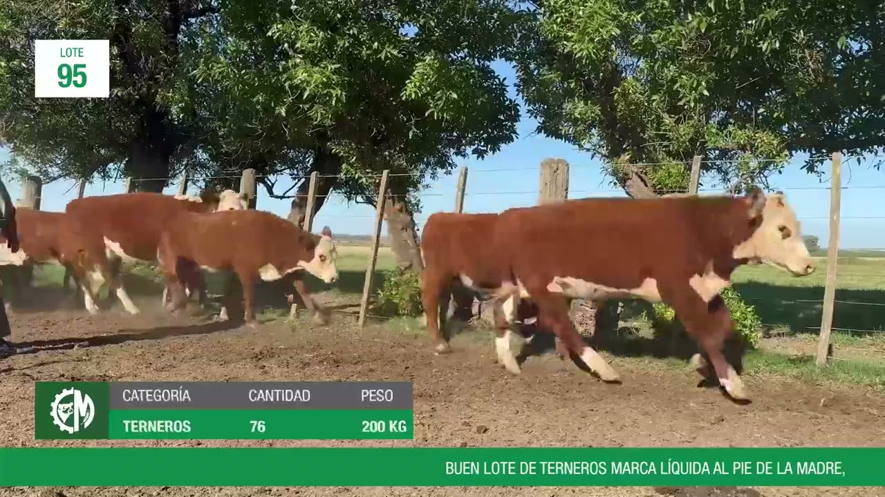 LOTE 95 - 8403