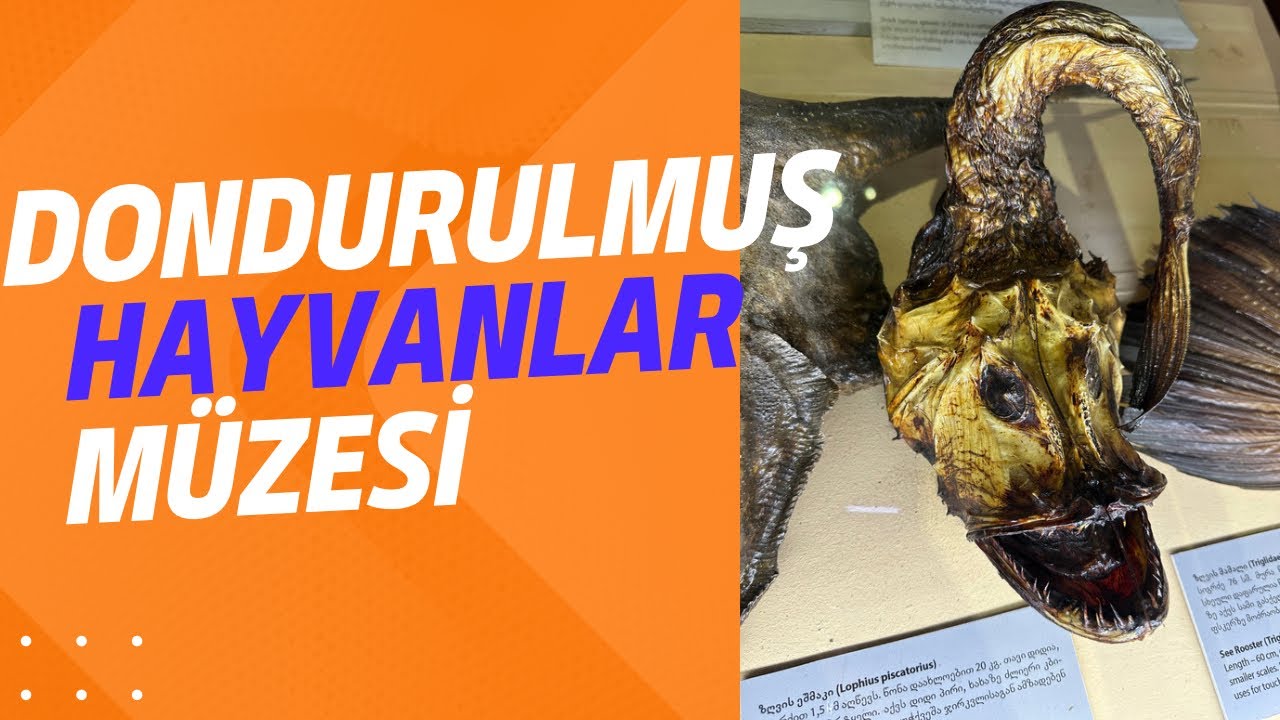DONDURULMUŞ HAYVANLAR | Museum of the State of Adjara | BATUM VLOG
