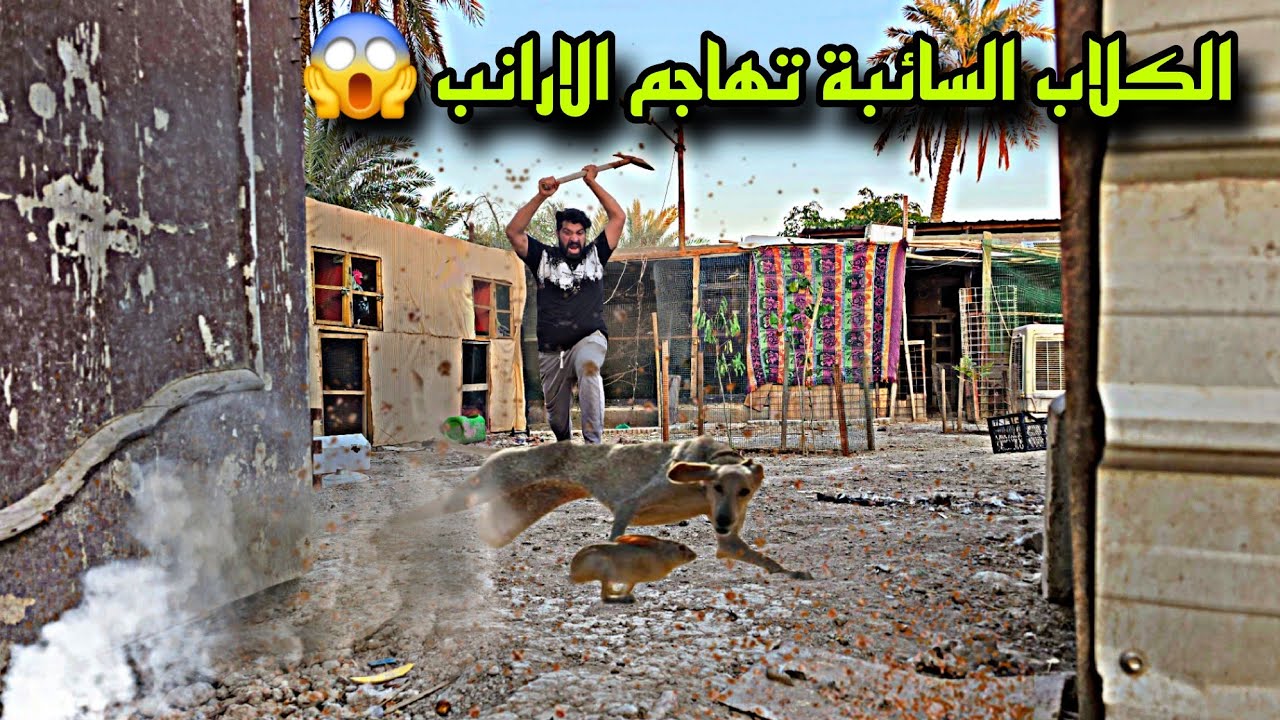 الكلاب السائبه تهاجم ارانب المزرعة😱الحل الوحيد سر انتاج بيض الدجاج👌