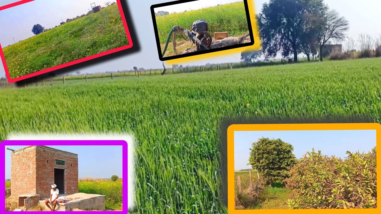 🌄🌾🌱🍐👳🚜🗼