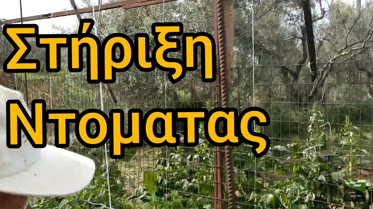 Στηριξη Ντομάτας  Tying Tomatoes