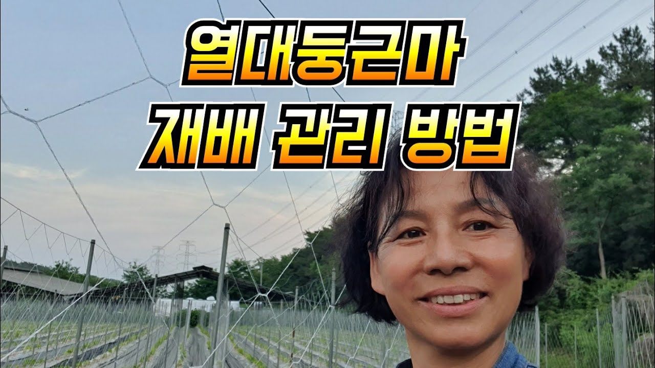 열대둥근마 전문 재배 관리방법 새싹이 안보인다면...