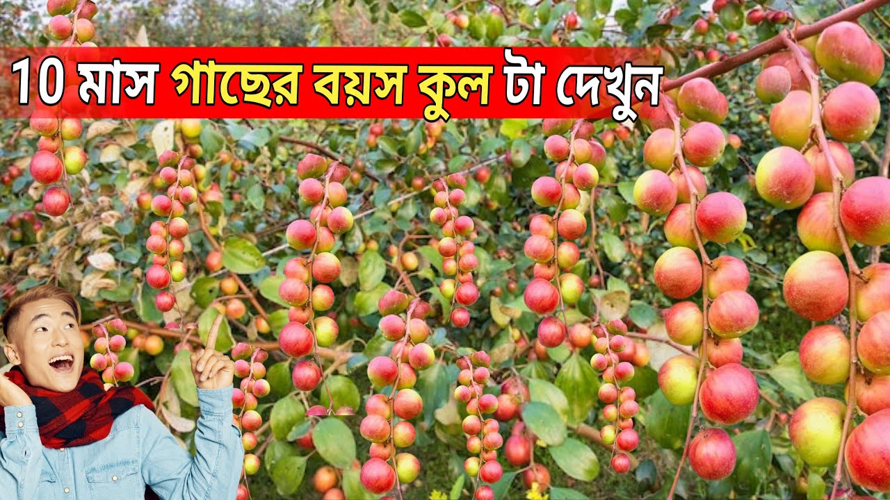 ফলন একটি বার দেখুন কিভাবে আয় করছেন এই চাষী || ভারত সুন্দরী কুল চাষ 2025 || kuul chas