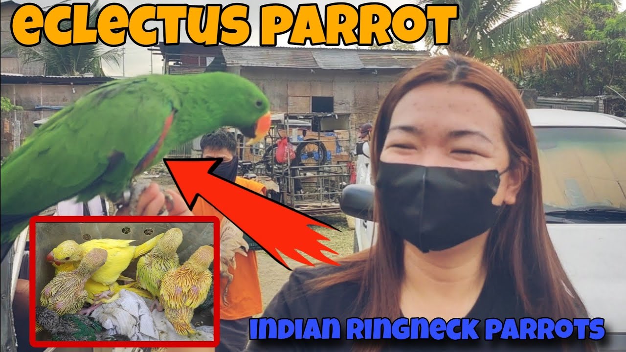 ECLECTUS PARROT and INDIAN RINGNECK MERUN NA RIN SA BOCAUE PET MARKET ANG GANDA 