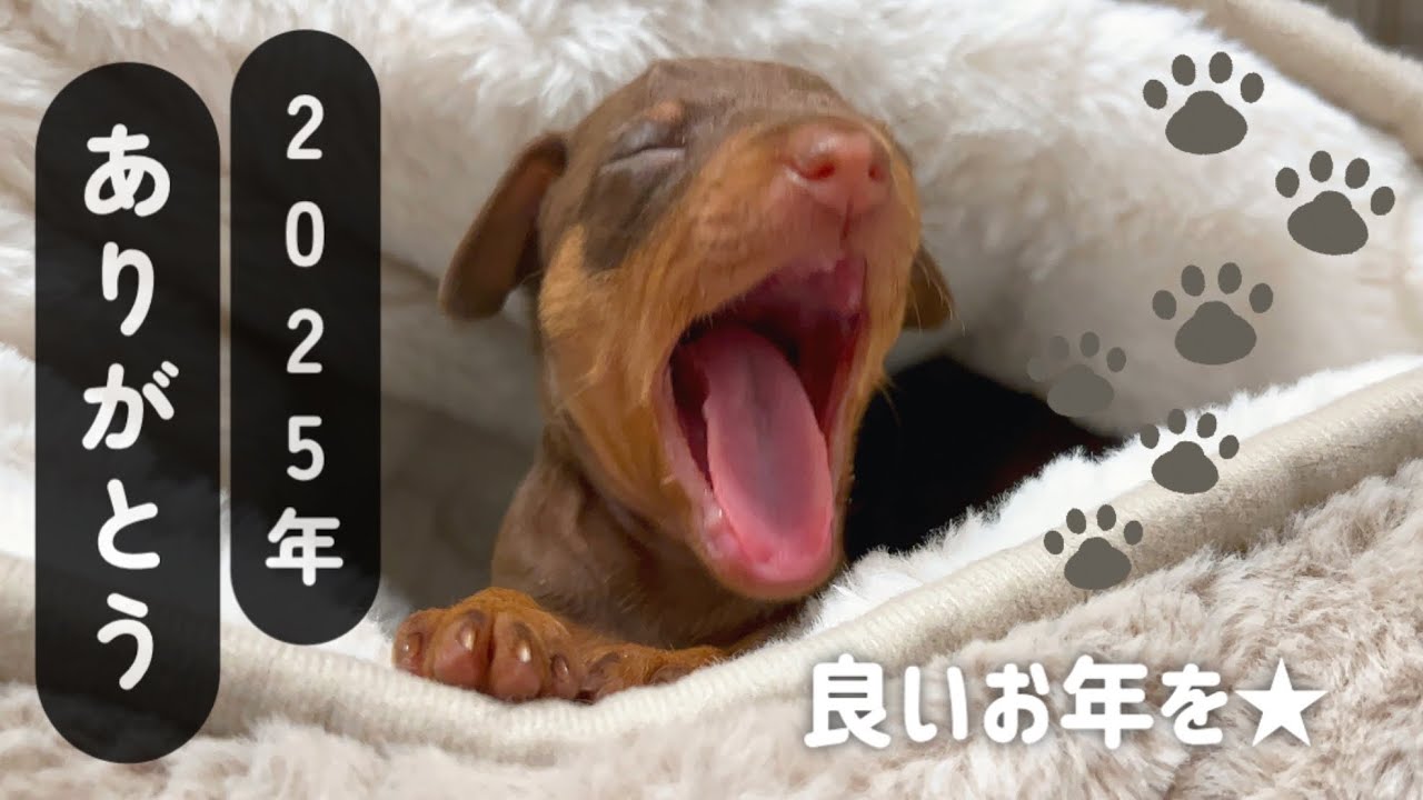 ミニピンの翠と琥珀と4姉妹★2025年クリスマス☆そして良いお年を！#ミニチュアピンシャー #犬#minipin#子犬