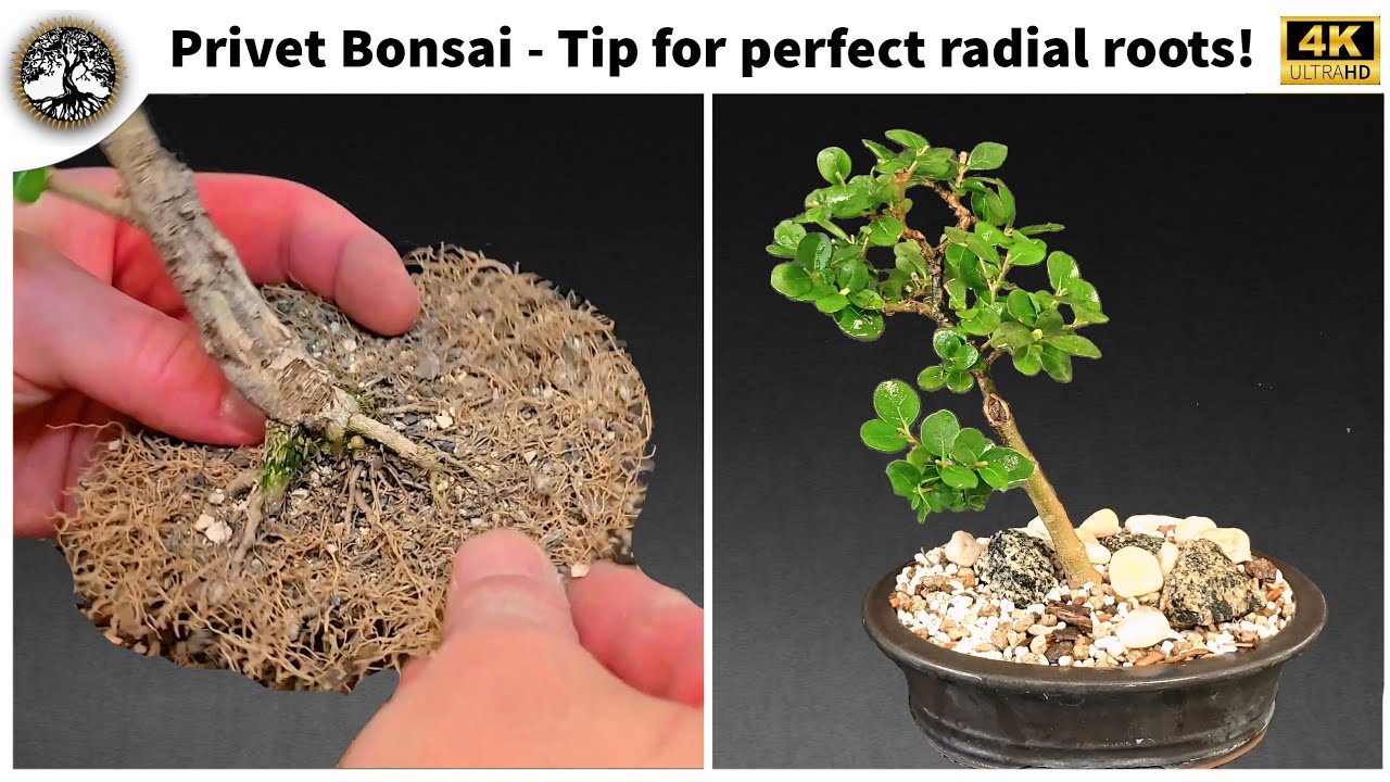 Privet Bonsai - Tip for perfect radial roots!