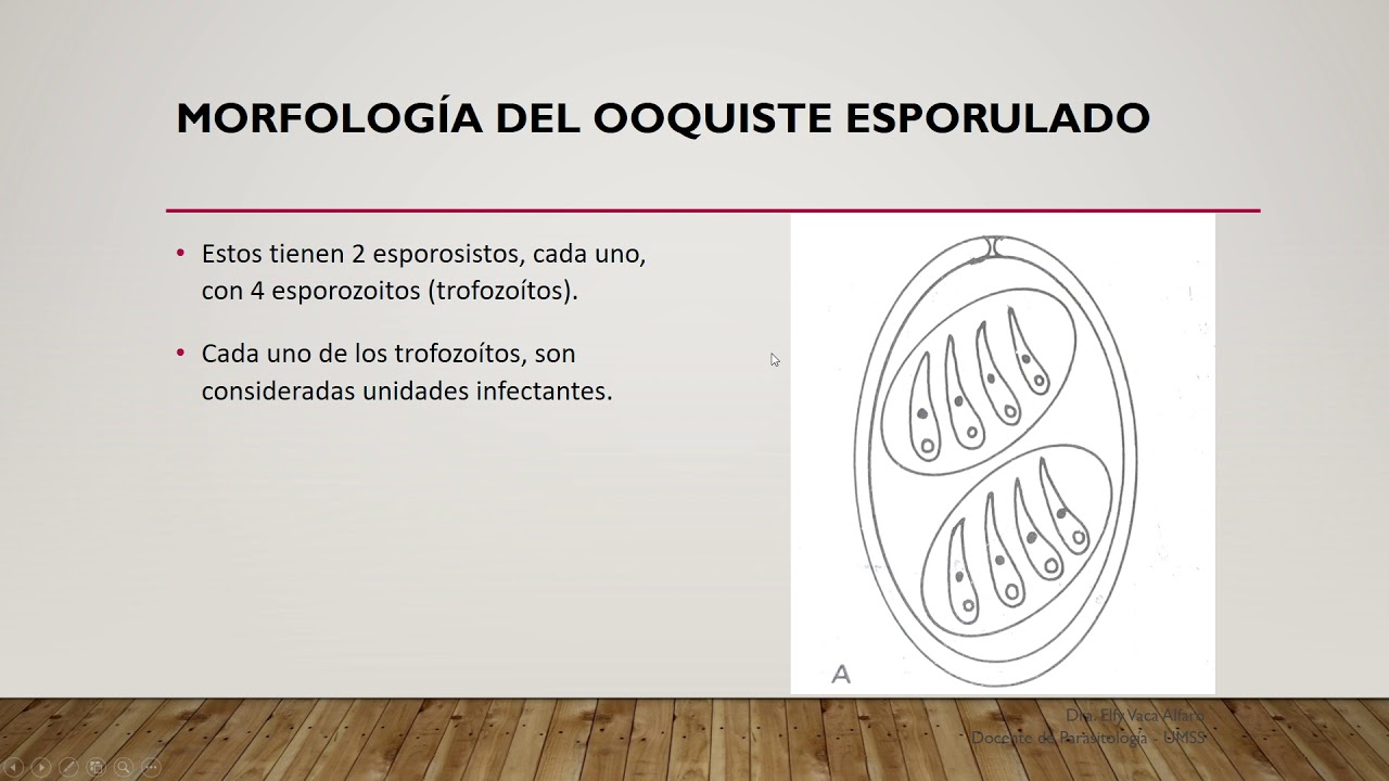 Tema 18 Genero Toxoplasma