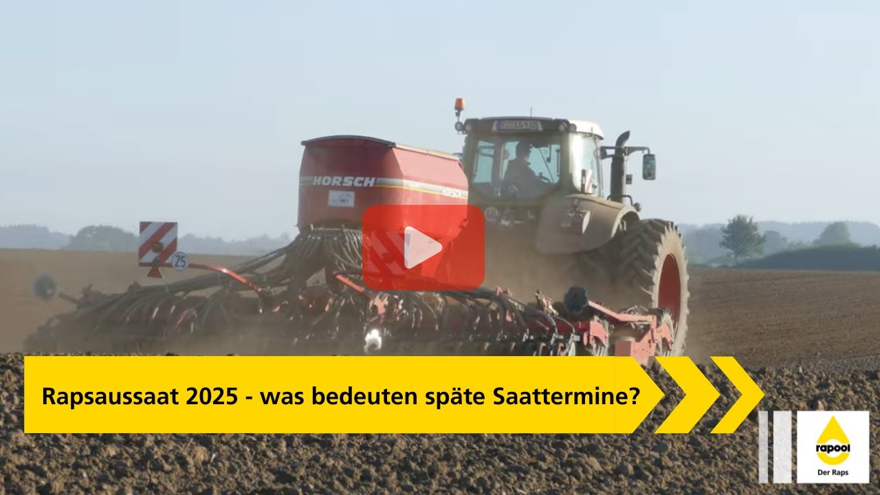 Rapsaussaat 2025 - was bedeuten späte Saattermine?