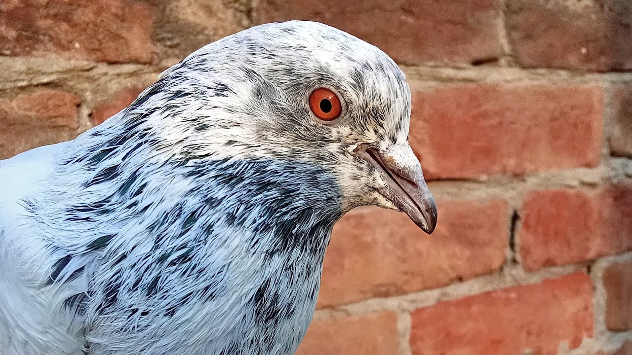 Breeder kabooter Mashallah #Vicky pigeon point 