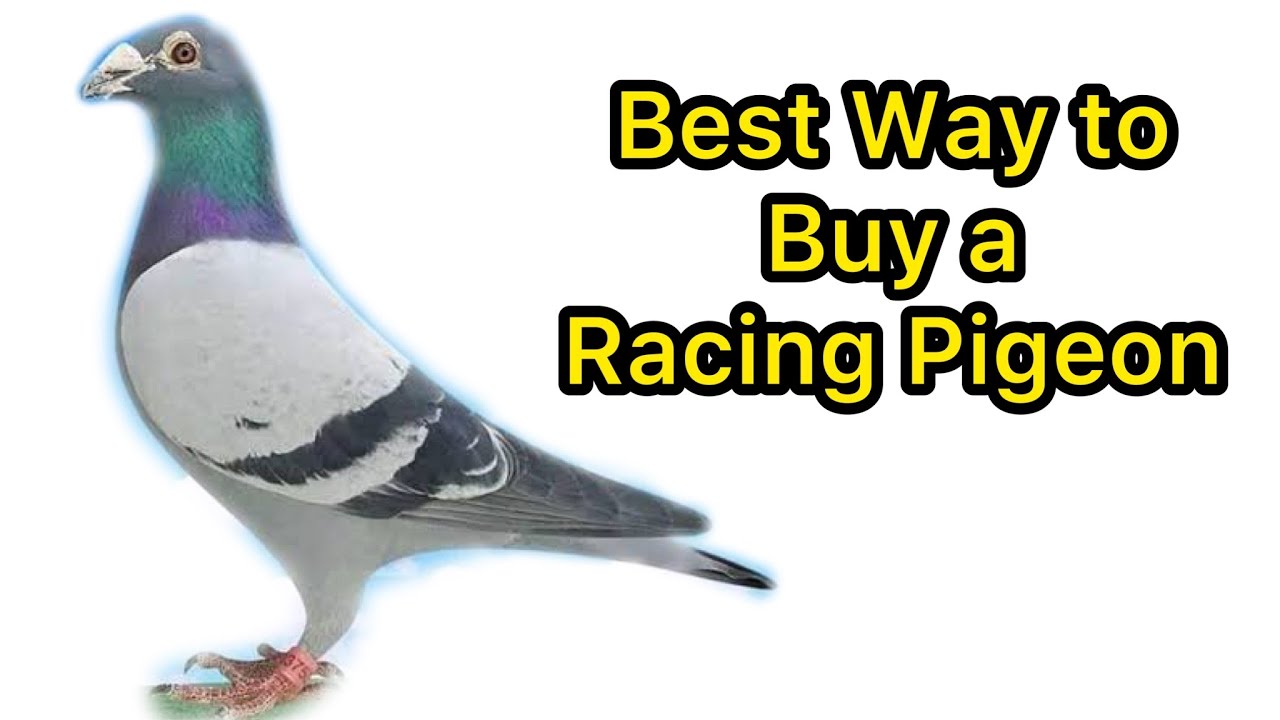 How to purchase a Racing Pigeon |Racer Pigeon For Sale