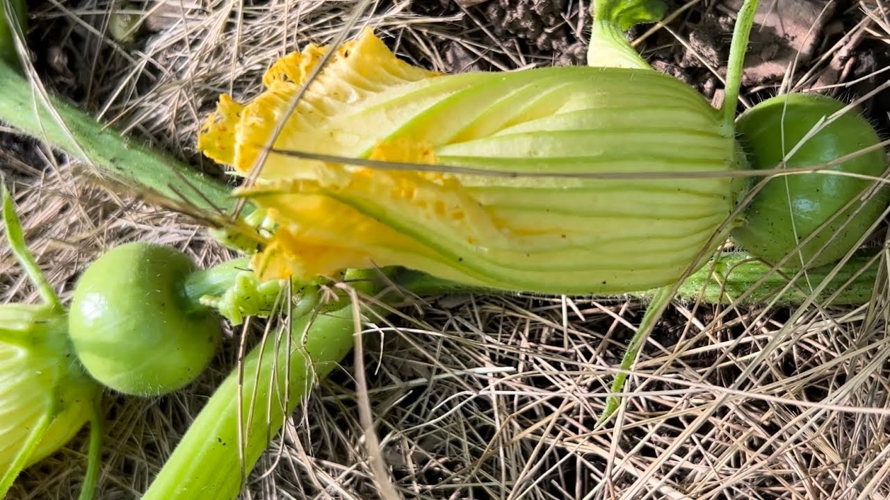 【种南瓜】grow pumpkin tips：人工授粉｜压蔓 铺mulch｜剪枝