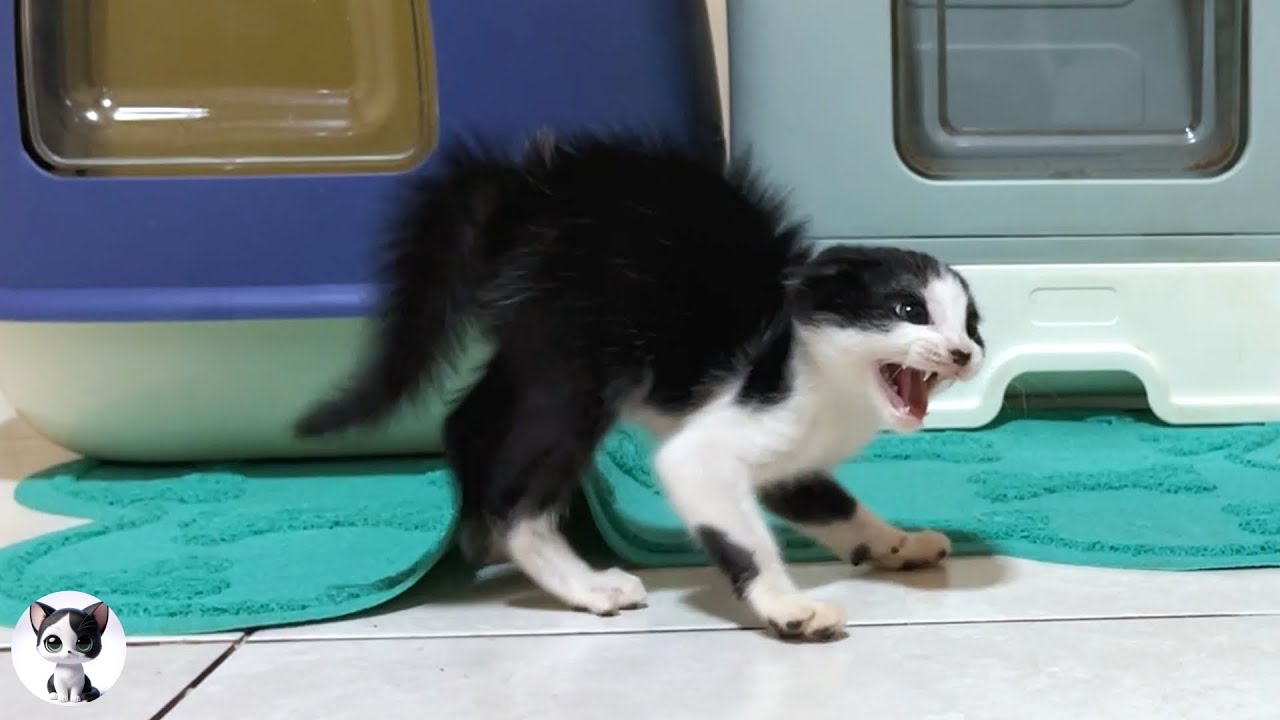 Спасенный котенок, который в ярости от большой кошки