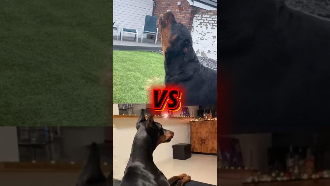 Rottweiler VS Doberman Aullando