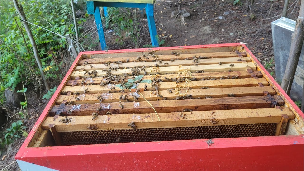 Šta se desilo za samo 14 dana, košnica koja je bila na 0 sa hranom. #bee #honey #beekeeping #nature 