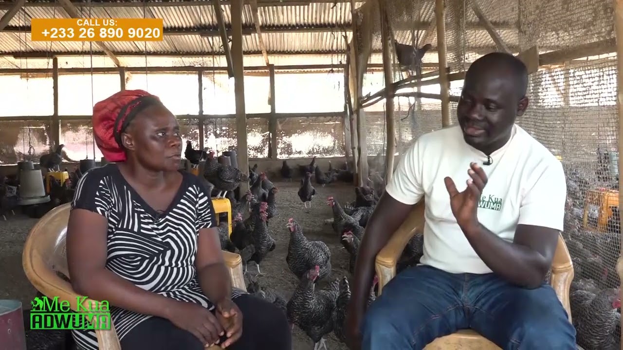 MEET 2024 ASHANTI REGIONAL BEST FARMER WITH HER 470 CATTLE, 3000 BIRDS